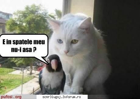 :hi: de toate